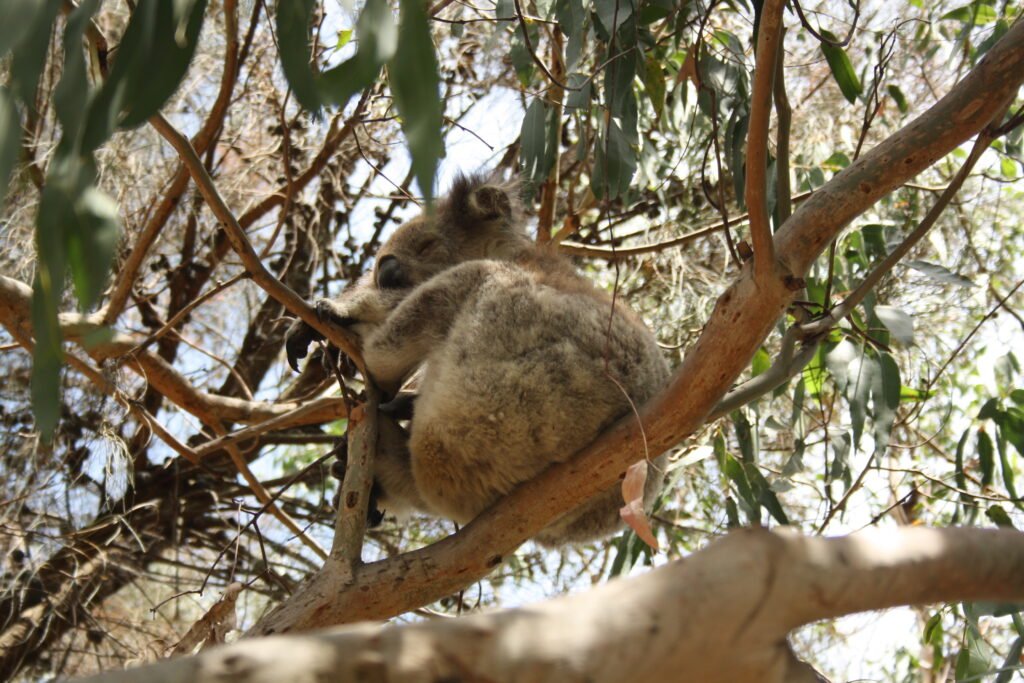 Kennett River - Koala im Baum
