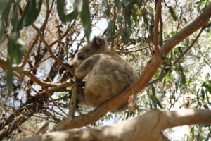 Kennett River - Koala im Baum