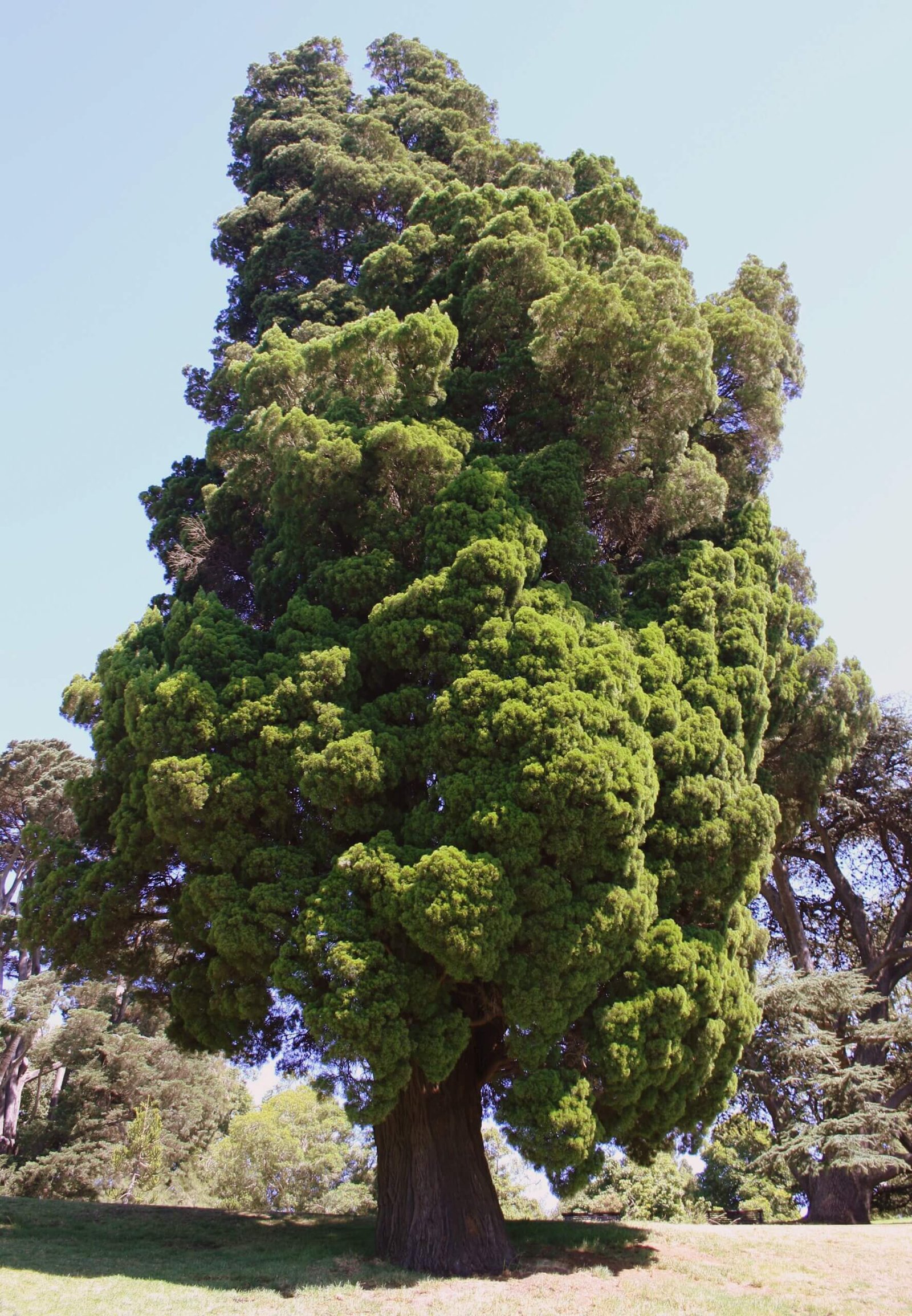 Royal Botanic Garden Melbourne