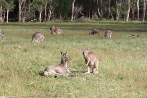 Faulenzende Kängurus in Halls Gap - Grampians Nationalpark