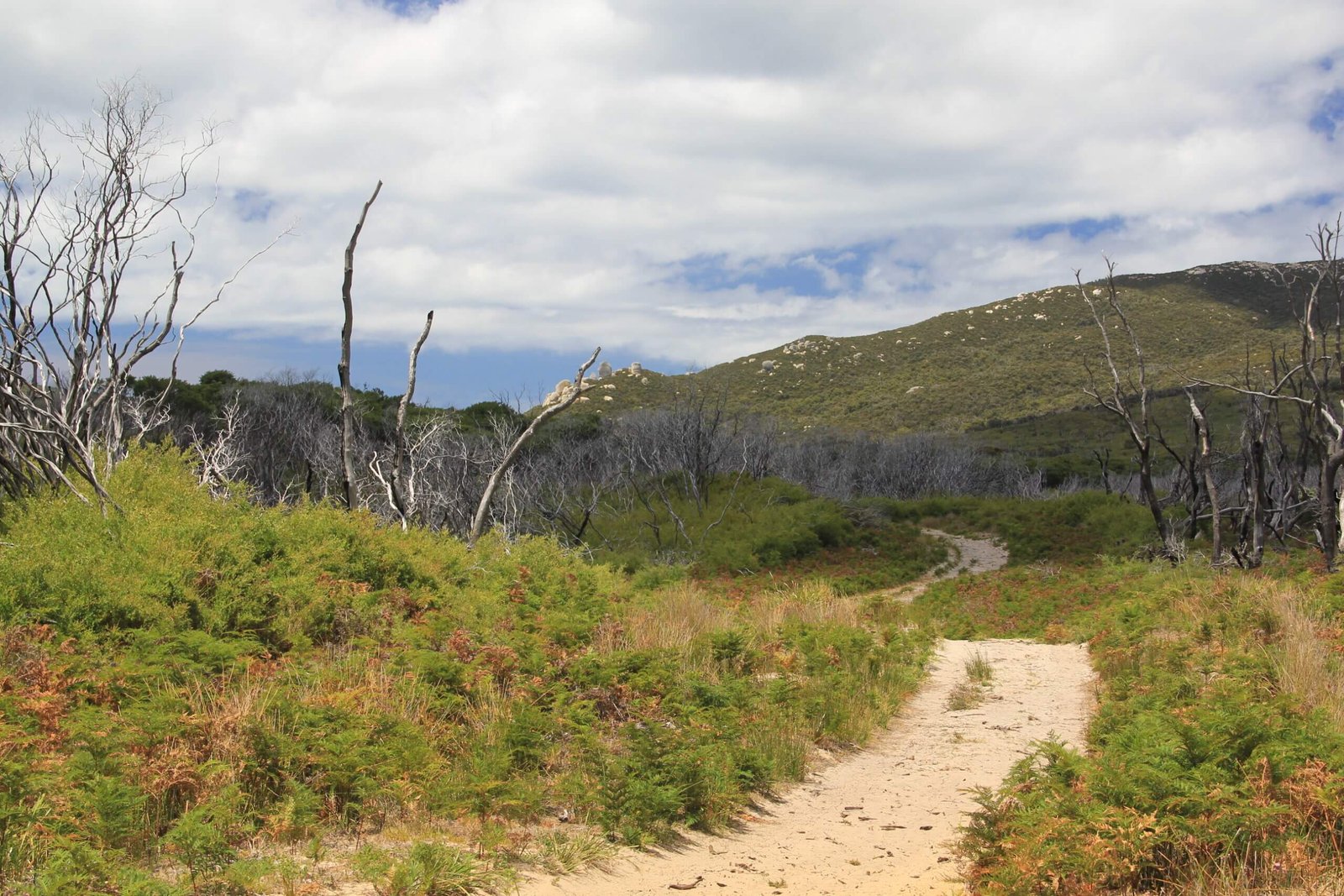 Typisch Wanderwege im Wilsons Promontory