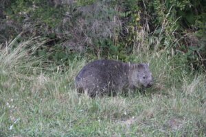 Wombat