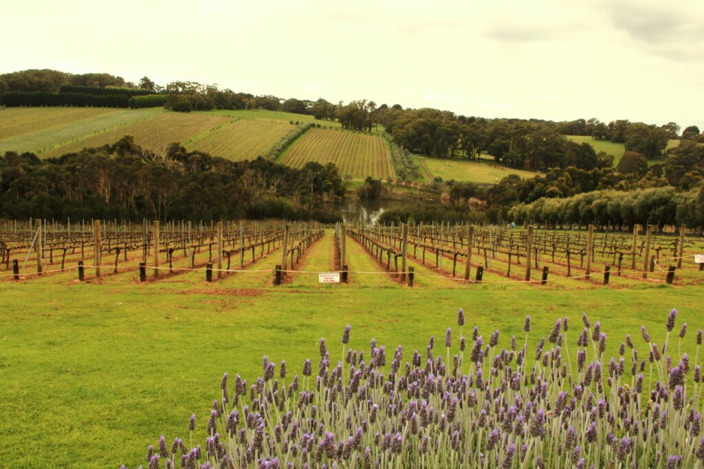 Weingut auf der Mornington Peninsula