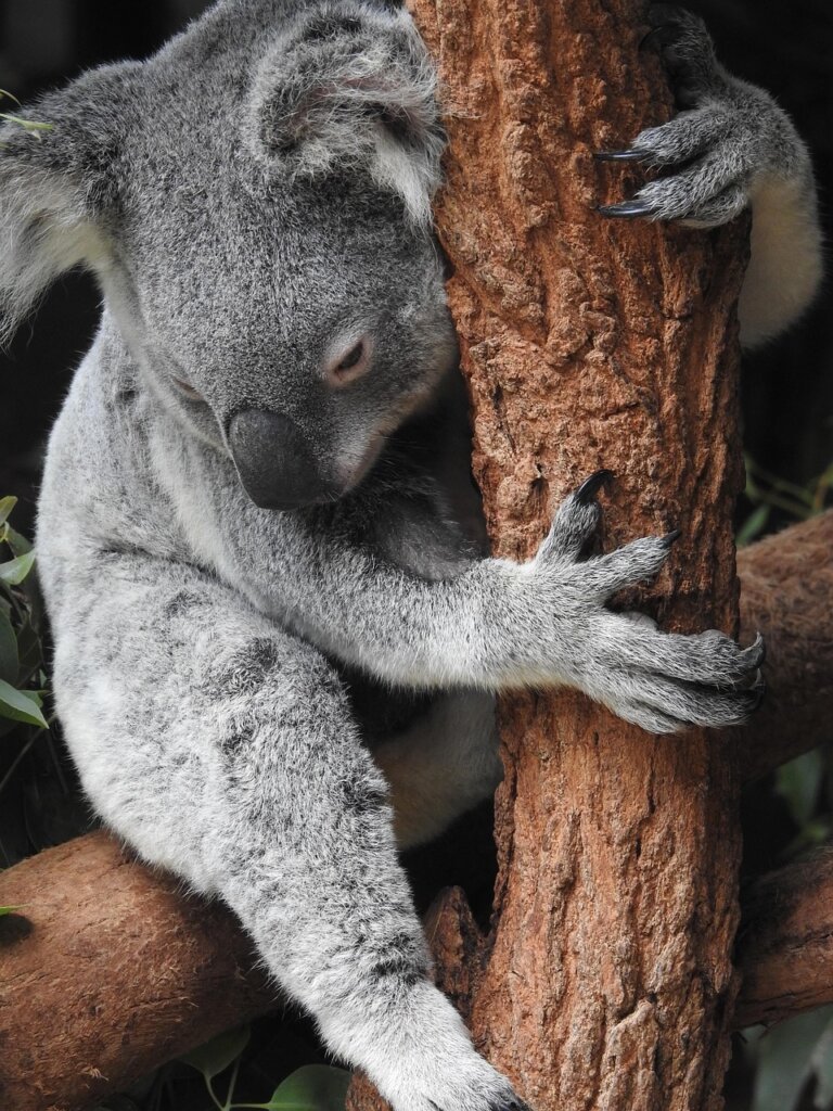 Koala auf einem Baum, Eukalyptus, Highlight Australien