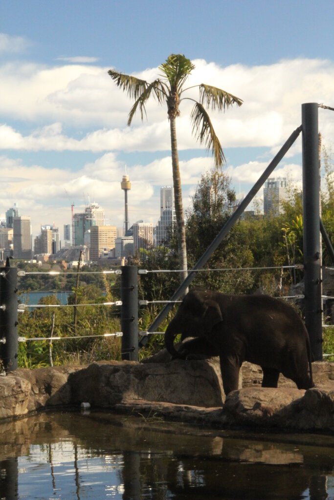  Blick vom Zoo in Sydney auf die CBD