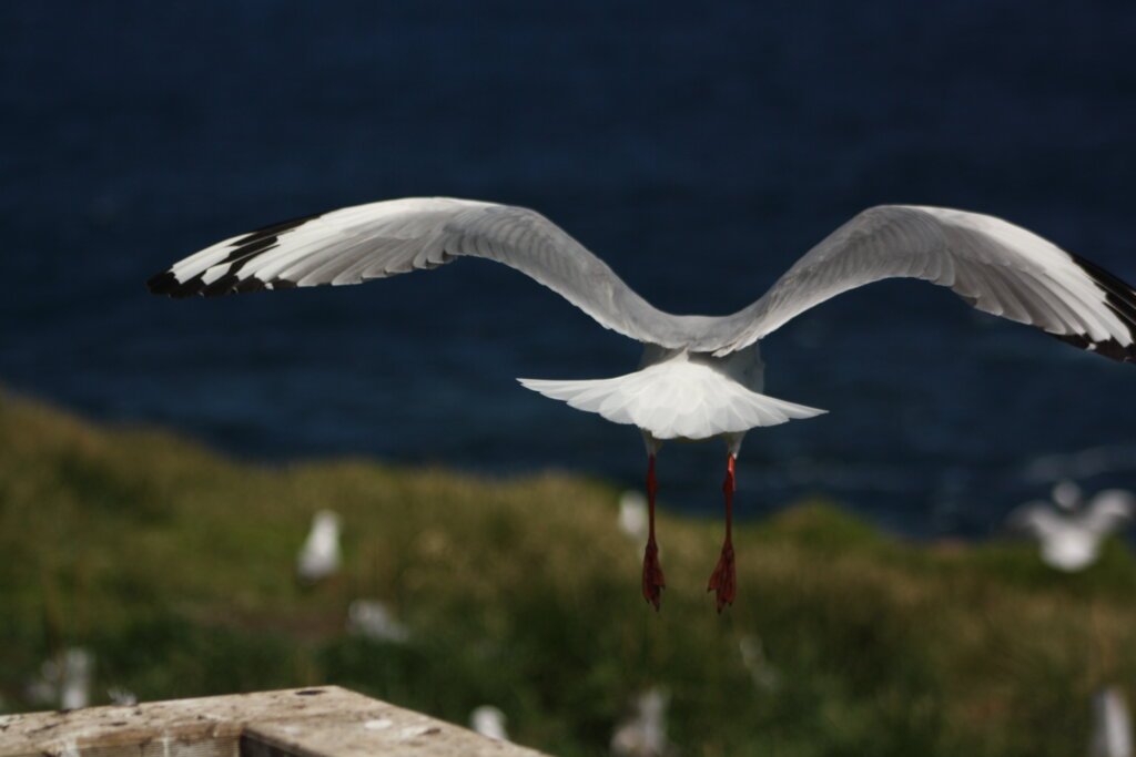 Möwe Philipp Island