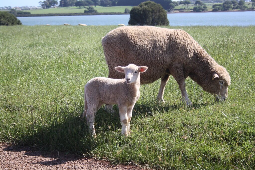 Schafe auf Churchill Island, Philipp Island Australien