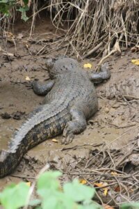 Salzwasserkrokodil Daintree River Queensland
