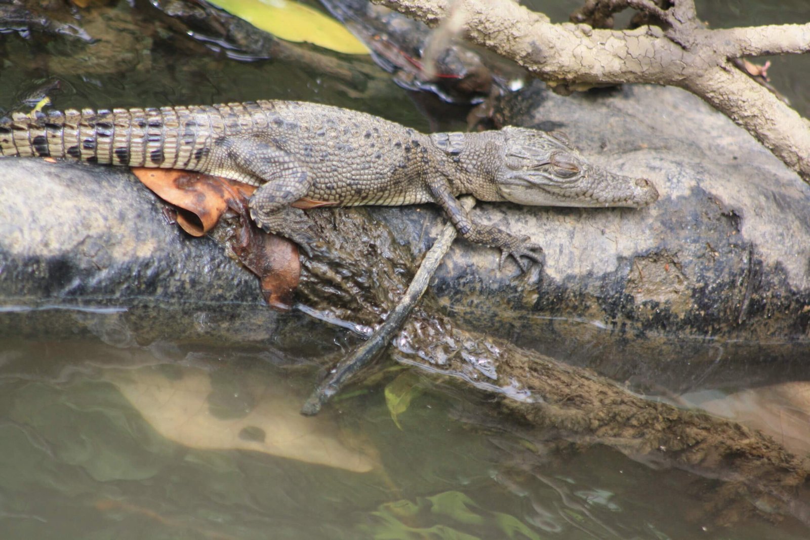Alligatoren im Daintree Nationalpark