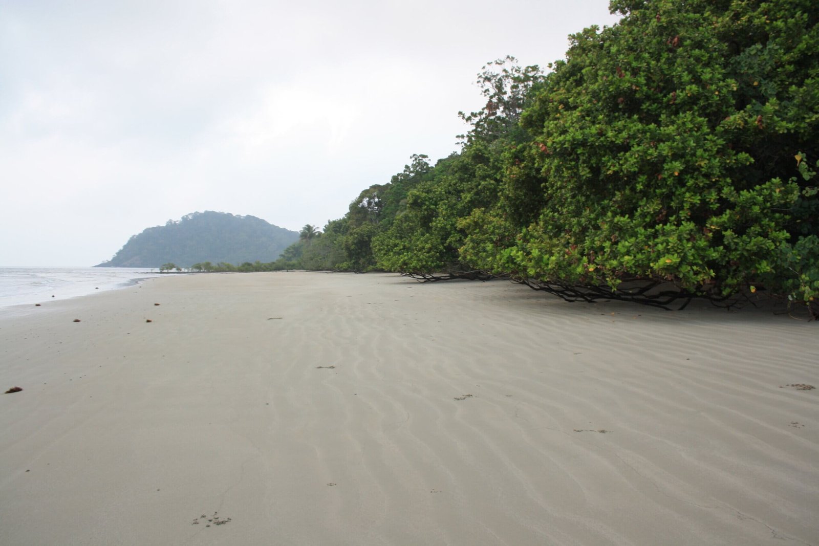 Cape Tribulation ist der Übergang vom Urwald ins Meer fließend
