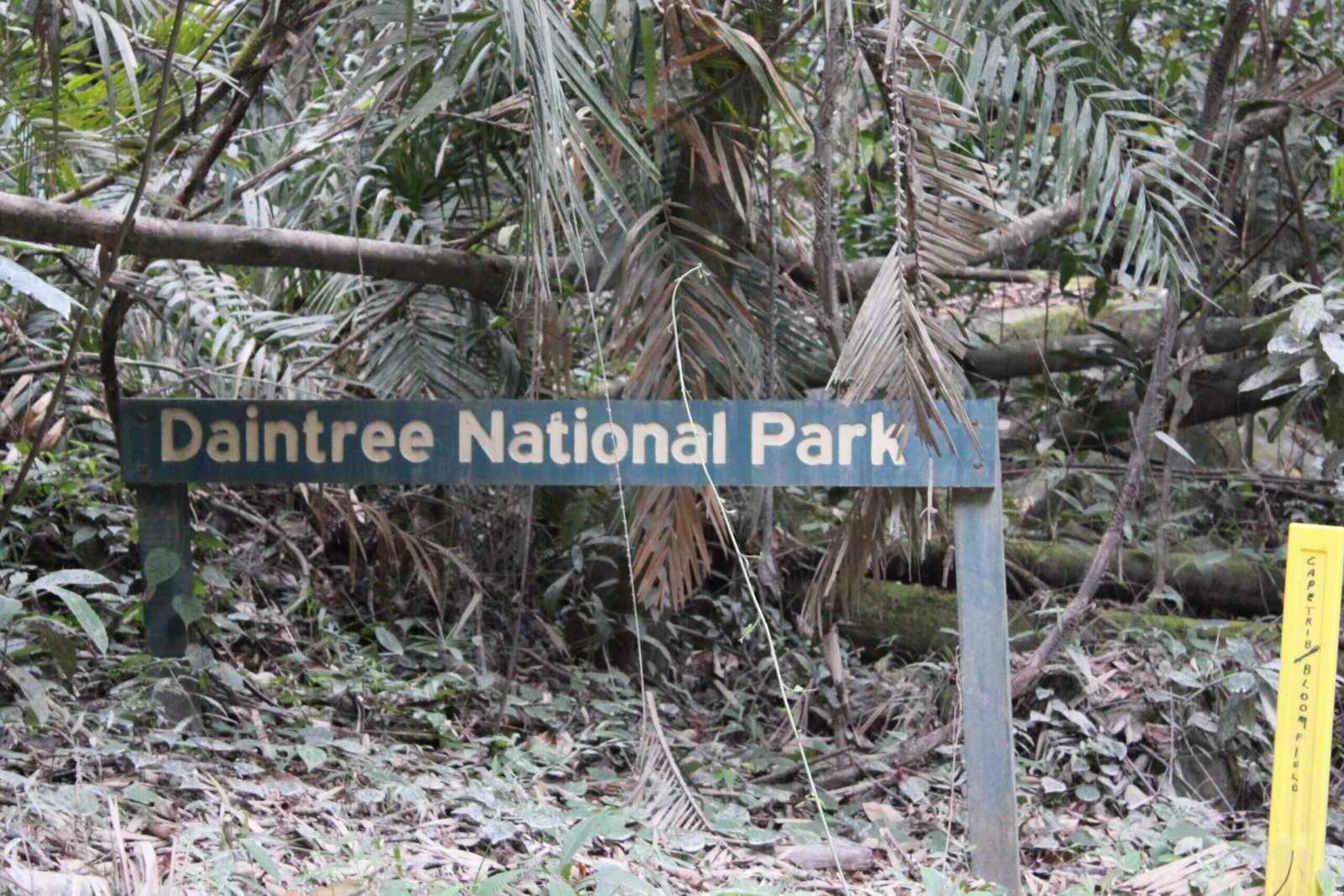 Daintree Nationalpark Australien