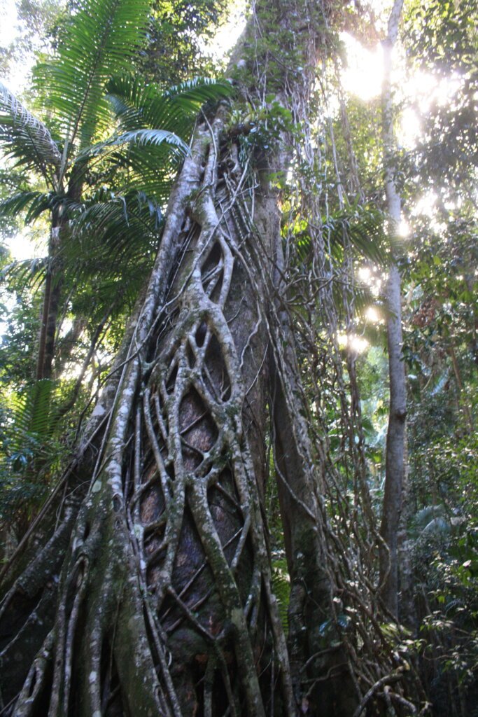 Bäume bewachen mit Lianen auf Fraser Island