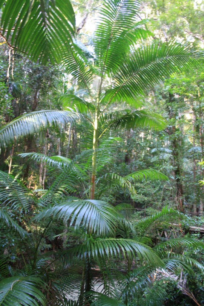 Große Farne im dchten Regenwald auf Fraser Island