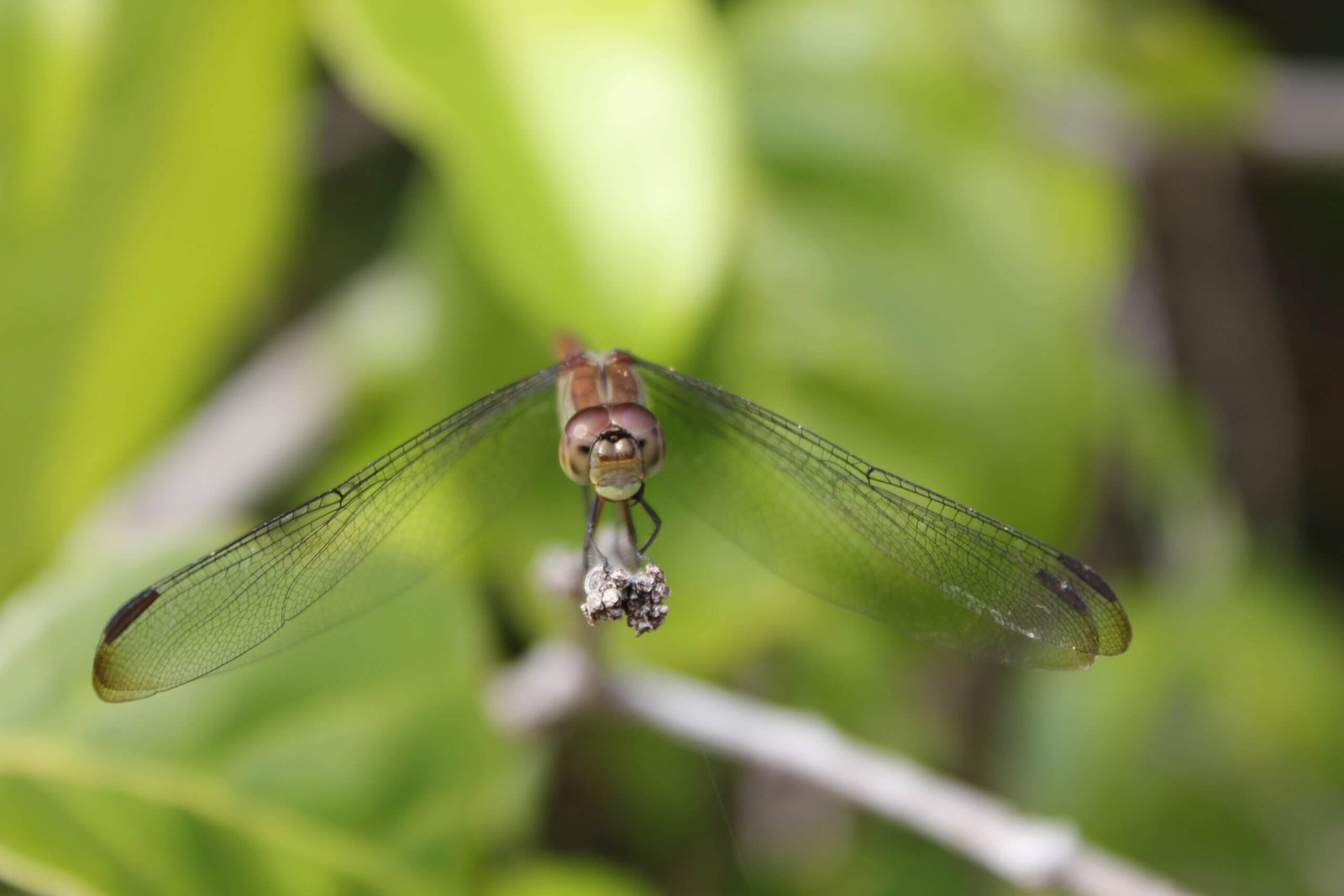 Daintree Nationalpark Tierwelt