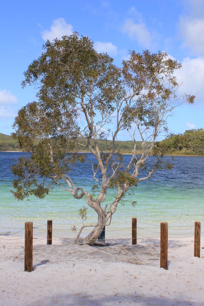 Lake_McKenzie_Fraser_Island_Queensland Baum am weißen Sandstrand auf Fraser Island am Lake McKenzie