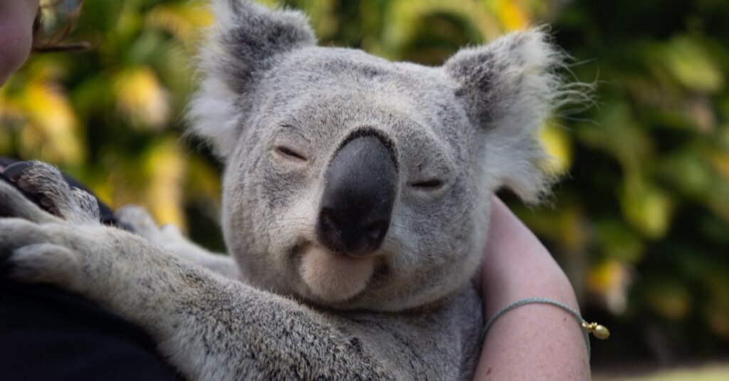 Koala_on_arm Close-up of a cuddly koala peacefully resting in human arms. Captures the essence of koala charm.