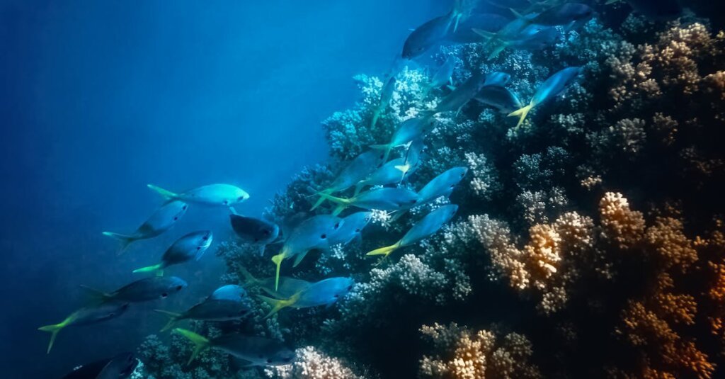pexels-photo-7865055-7865055 Vibrant school of fish swimming over coral reef in clear blue water of Great Barrier Reef, Australia.