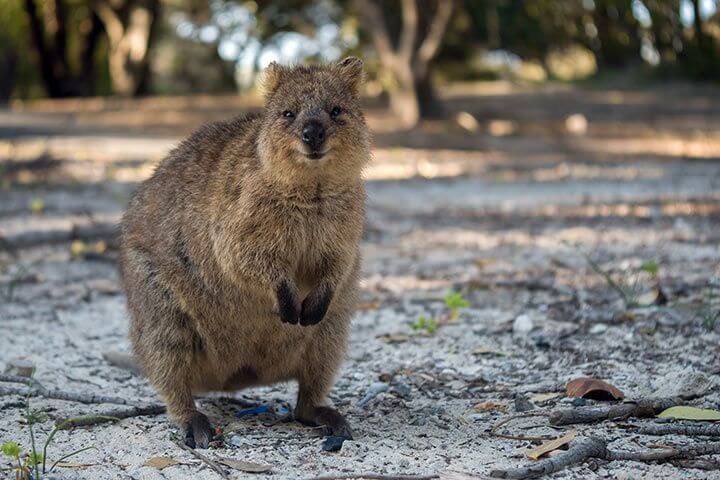 Quokka Rottnest Island Australien
