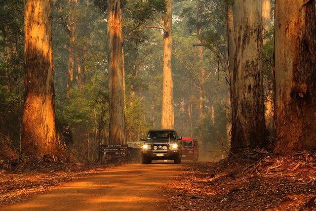 Karri_Forest_Straße Straßen im Karri Forest